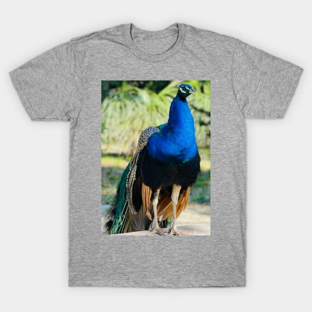 Lokrum Peacock T-Shirt by Cox Shotokan Designs 